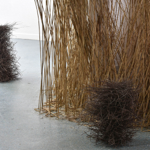 GHESQUIÈRE_Conférence_des_oiseaux 6416