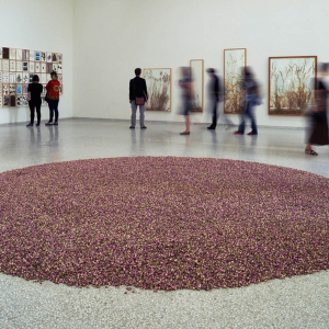 de_vries_Rosa_damascena_Crédit _DR